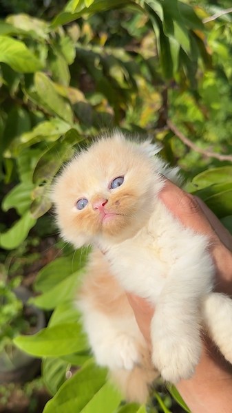 The story of the gaplek, a very cute kitten #catvideos #cat #catlovers #rescuecat #kucing
