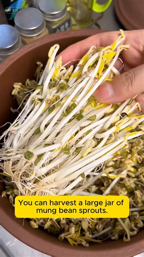 Growing bean sprouts safely at home #gardensofinstagram #gardenplants #gardenviews #gardenersparadise #gardenista | Gardening Hacks
