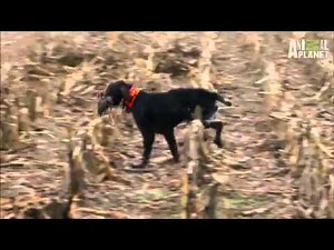 Dogs 101 German Wirehaired Pointer