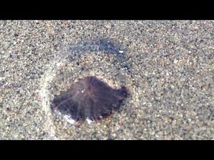 Living Sand Dollar burrowing time lapse
