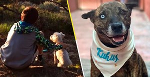 ¡Más proyectos así! Fundación construye albergue para perritos en Tijuana