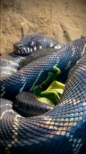 Learn about The amazingly iridescent and extremely rare Boelen’s python