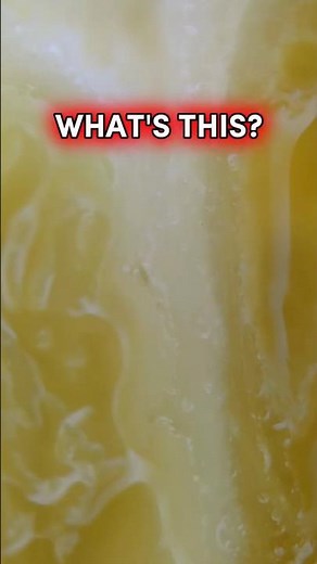 Guess the Object! Zoomed-In View of an Orange | Fun Microscope Quiz