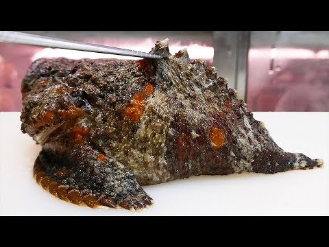 日本路邊小吃 - 石頭魚 世界上最毒的魚！