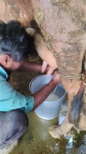 cow milking time 💯 #cowmilking #milkingbyhand #shortsfeed