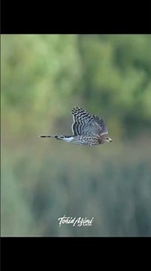 Cooper’s Hawk in flight...#birdsofprey #coopershawk #hawk #wildlife