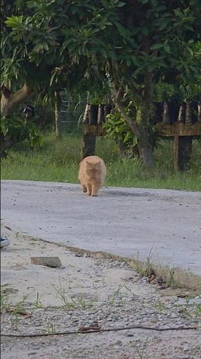 Meet Barong , The Most Determined Cat You'll Ever See 🐱