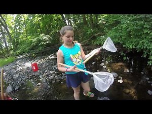 Catching Crawfish By Hand The Easy Way In Connecticut