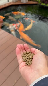 75K views · 1K reactions | Feeding some Amazing Japanese Koi Fish ❤️ | Yvo - The Koi Partner | Facebook