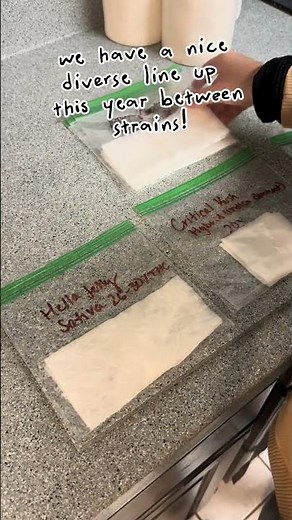 Starting Our Seeds 🌱 Paper Towel Germination Method (Day 1) #garden #plants #growth #gardening