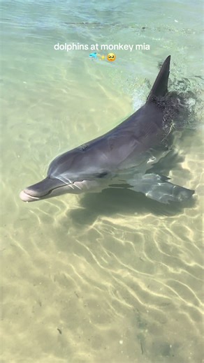 Unforgettable Dolphin Experience at Monkey Mia