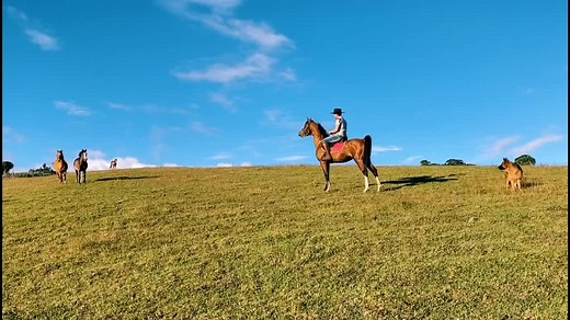 Caballos Bailadores Árabes: La Belleza de los Potrillos Relinchando