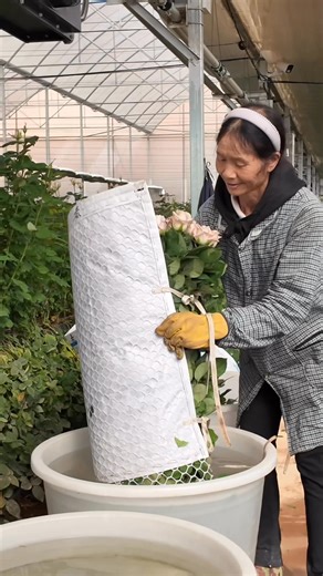 #FlowerWholesale #FloristSupplier #BulkFlowers #WeddingFlowers #FlowerFarm #FlowerMarketDubai #FloristLondon#flower#flowers#flowerexport | Yunnan Flowers