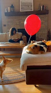 Golden Hour Balloon Pop Surprise in a Rustic Den | Gail Lilly