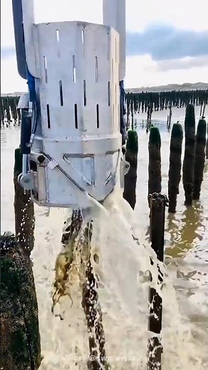 Mussel Farming Process
