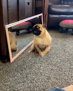 451K views · 10K reactions | Nothing beats when dogs get the zoomies  | Tyla | Facebook