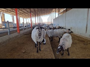 romanov sheep farm | animal farm real life | nomadic life in iran