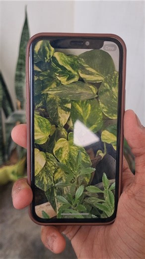 Iphone 12 Camera Test 🔥