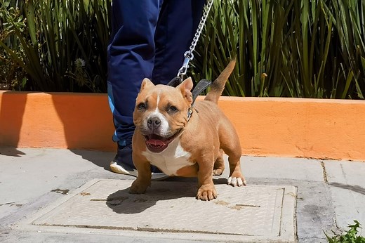 10K views · 206 reactions | Micro exotic 4 meses de edad hijo de #panchitoelf1 #galvanbullykennel #todotuperroestilo #americanbully #petfriendly #k9 #pitbull #pocket #pachuca #exoticbully #PPP #comedy #exotic Angélica Mérida Giovanny Galvan Galvan Bully Kennel Mario Delta | Gbk Carlo Galvan | Facebook