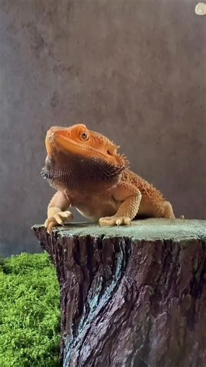 11K views · 1K reactions | Samsons reaction to being told that he’s not in group 7 #group7 | Valerie Musser | Facebook