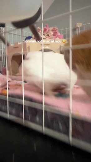 Understanding Guinea Pig Behavior: Kisses Over Bites