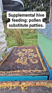 Pollen patties subtitute This is often used to feed and supplement bees through the winter and late spring. Instead of just carbohydrates, pollen patties feed the bees carbohydrates and protein and fat. This is important when bees are raising brood. | Beekeeping Journey
