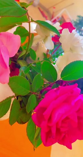 Stunning Close-Up of Pink and White Roses in a Vase