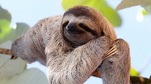 Faceți cunoștință cu animalul leneș și toate caracteristicile lui ▷➡️ Postposmo