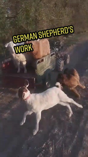 German Shepherd's work, so cool#pfy #foryou #dog #dogs #shepherd