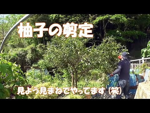 【柚子の剪定】