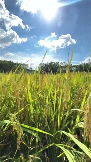 harvest season#harvest#harvest time