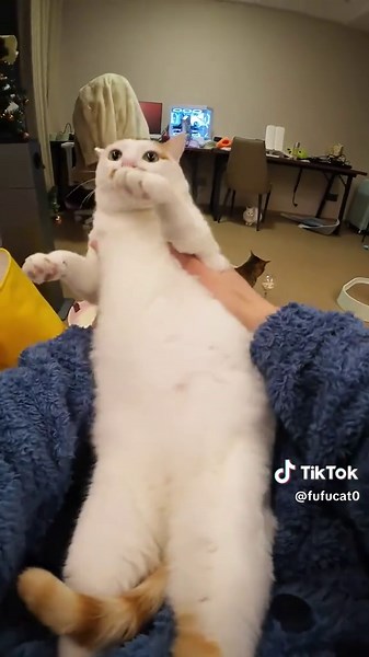 Discover Fufu, Beibei, and Jibaobao's Adventures