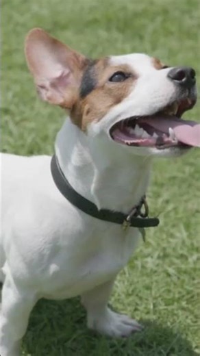 Why Dogs Wake Up The Second You Move
