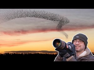 Bird Photography at Sunset - Shooting an Amazing Starling Murmuration! (Canon 1DX)
