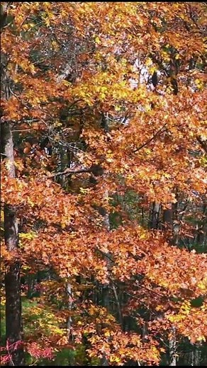 Fall Forest Ambience 🍁 Peaceful & Relaxing Nature Sounds #nature #forestwhispers #autumn