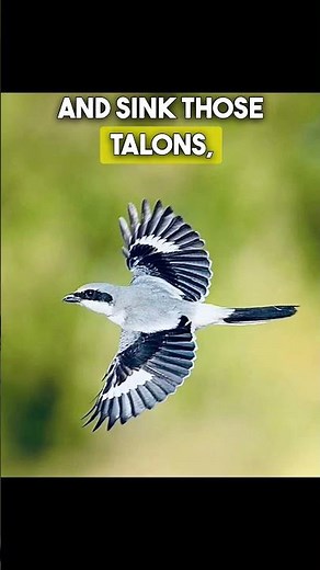 The shrike hunts like no other bird impaling its prey!