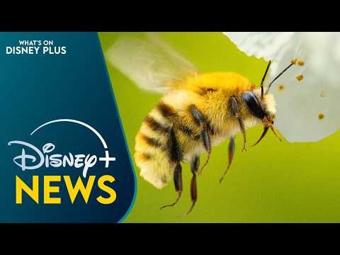 “Secrets Of The Bees” Coming Soon To Disney+, Hulu & Nat Geo | Disney Plus News