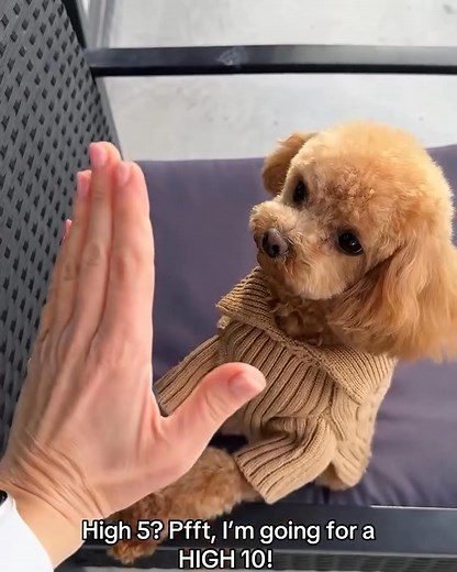 43K views · 1K reactions | Via @thetoypoodlehugo Hugo just leveled up  | Cockapoo Dog | Facebook