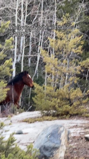 Wild Stallions in this region are second to none. The harsh environment, predators and difficult terrain ensures natural selection is in full effect. So in order for a stallion to thrive and have a robust herd, he’s got to be the best of the best. We’re lucky enough to catch glimpses of some of them to follow their journey. Each encounter is always pure magic. Still there’s dozens we never see. Seems they don’t forget a human either. Each time seems to be a visit with an old friend however short