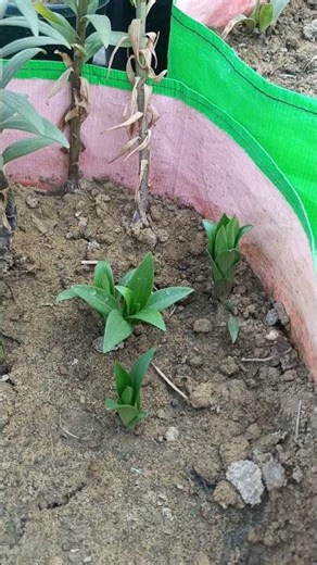 New growth coming in Asiatic Lily Bulb #ytshorts #yt #garden #gardening #plants