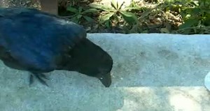 knife fight with a raven