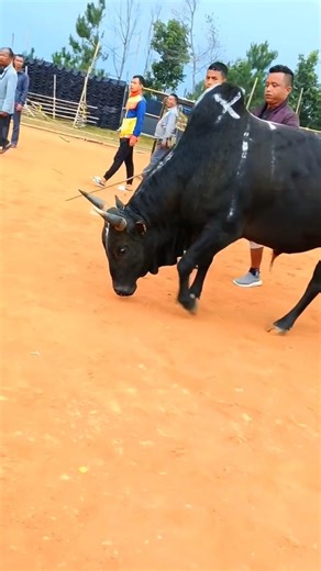 🔥😡Bull power #bull #redbull #indi😫a 🥶💪#power 💪👉😎