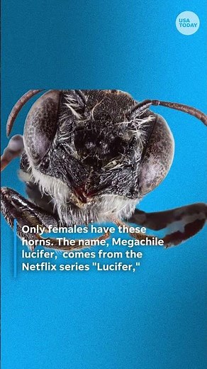 Bees with 'devil-like horns' found by Australian researchers