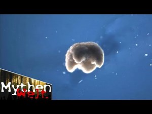 Xenobot - Der erste lebende Roboter überhaupt