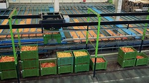 Apple Receiving Processing Large Fruit Packing Stock Footage Video (100% Royalty-free) 1096194151 | Shutterstock