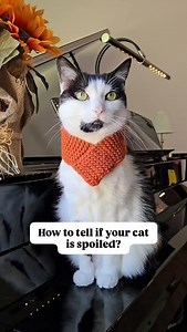 How to tell if your cat is spoiled? 😻 #spoiledcat #catsofinsta #catsoffacebook #spoiled #cats #spoiledpets #catsofinstagram | oreoandpumpkinspice