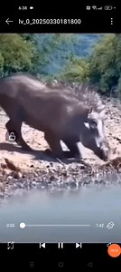 88K views · 378 reactions | Amazing warthogs super bilis #fypシ゚ #survival #skills #highlightseveryone | Ruel Limosnero Lodovica | Facebook