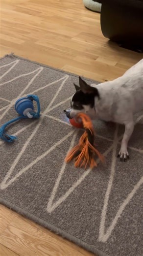 One of my grandmas chiwawas