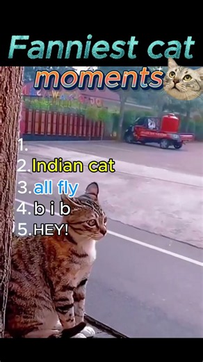 try not to laugh at these cats #funnycats #catvideos #cats #shorts #trending