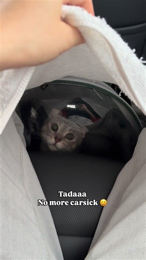 Lizzy the LB 😈 on Instagram: "Hooman said she’s gonna get patent for this invention that kept me away from being carsick 🤓 #catsofinstagram #meow #cats #LizzytheLB"